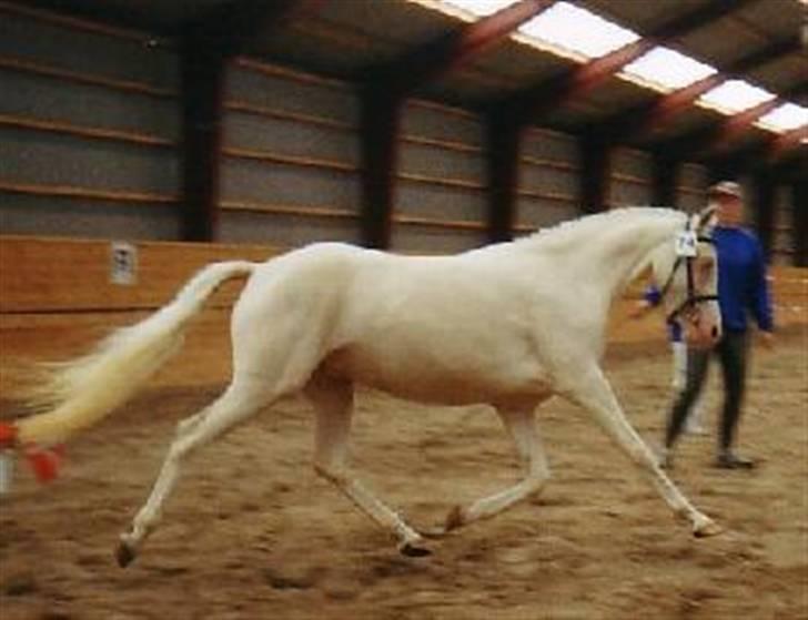 DSP Fredens banditta - Bandittas mor.. billede 16