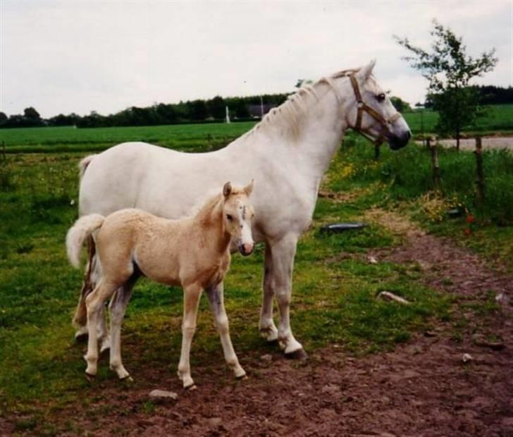 DSP Fredens banditta - bandittas mormor som føl og hendes oldemor.... billede 17