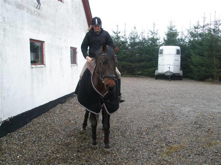 Dansk Varmblod HeinsgaardensCarl*R.I.P*  - på vej ned i hallen. (:  billede 6