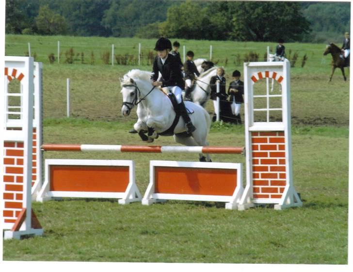 Welsh Mountain (sec A) sun star - lille fine star billede 4