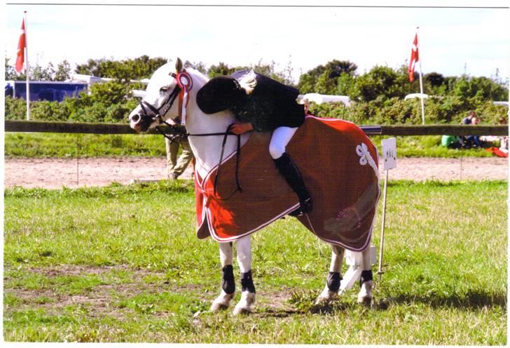 Welsh Mountain (sec A) sun star - et kys til min pige billede 6