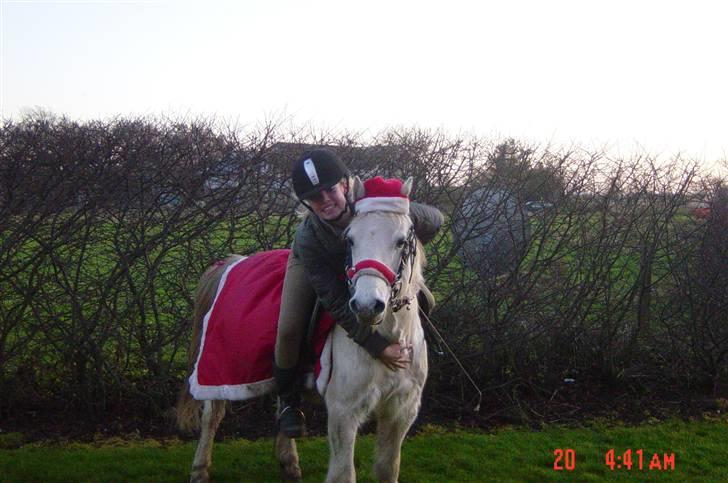 Welsh Mountain (sec A) valentin *RIP* - han er bare en hygge hest og han elsker at kysse :-D billede 19