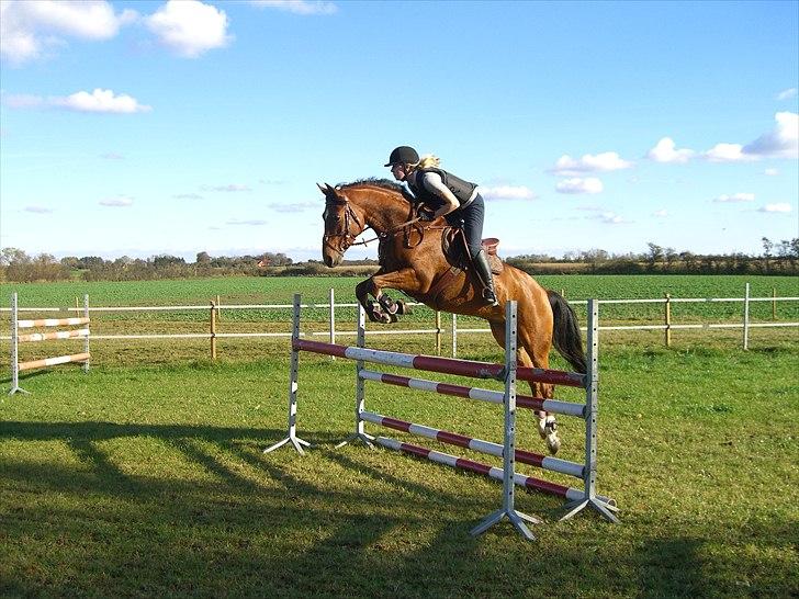 Welsh Partbred (Sec F)  Andy Capp - springtræning 17/10-2010 billede 1