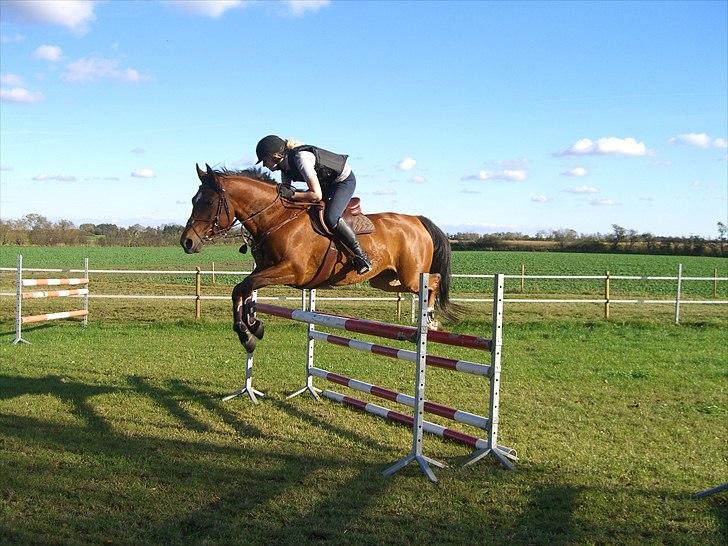 Welsh Partbred (Sec F)  Andy Capp - er han ikk sød? billede 2