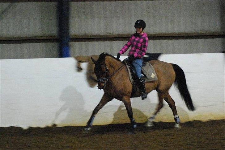 Welsh Partbred (Sec F)  Andy Capp - dressurtræning febuar:) billede 3