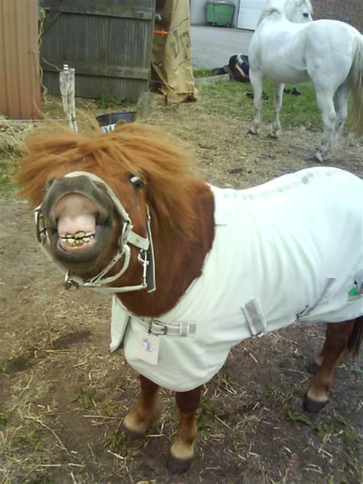 Anden særlig race nuller  billede 1