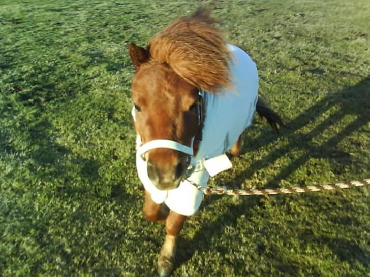 Anden særlig race nuller  billede 2