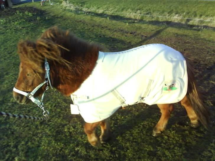 Anden særlig race nuller  billede 3