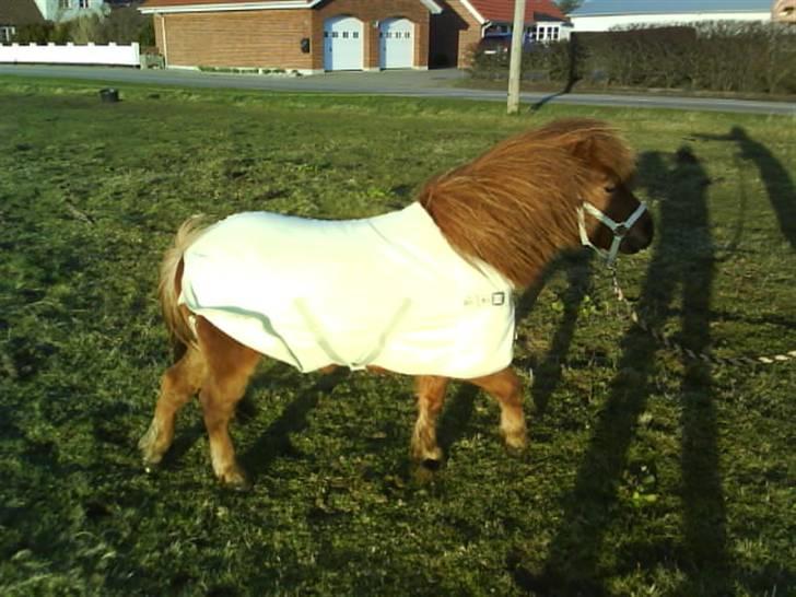 Anden særlig race nuller  billede 4