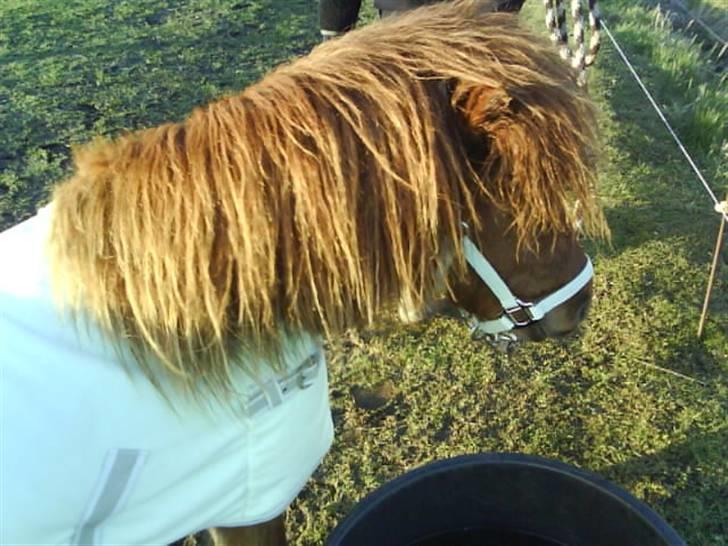 Anden særlig race nuller  billede 5