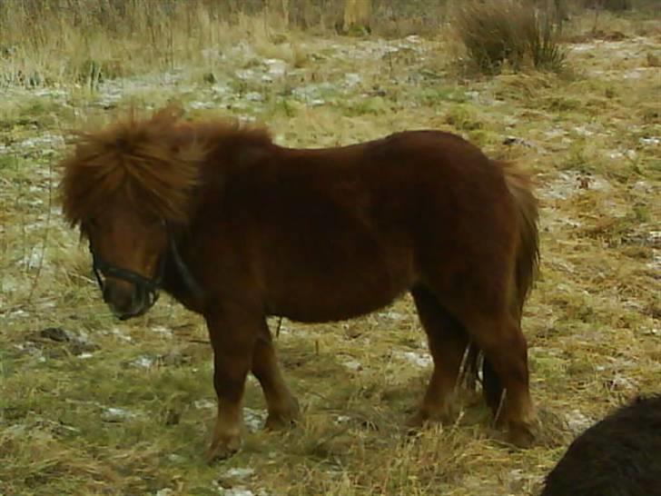 Anden særlig race nuller  billede 6