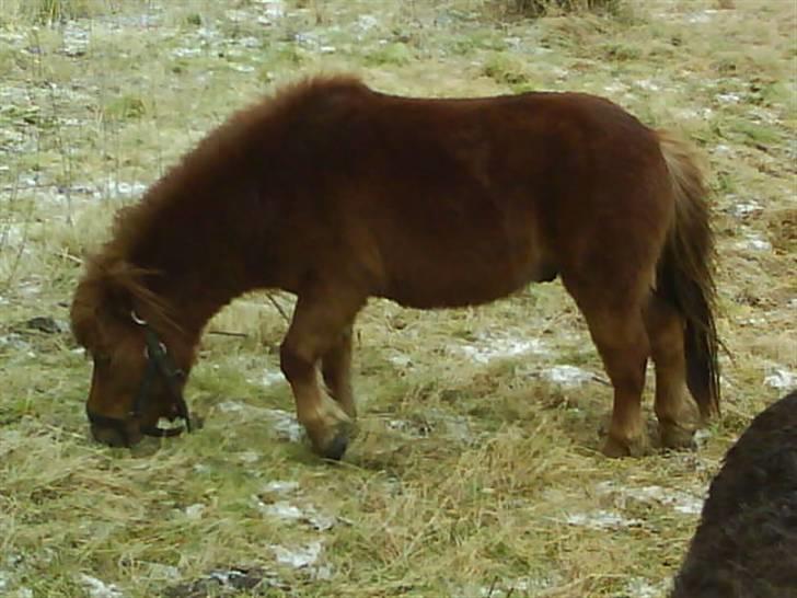 Anden særlig race nuller  billede 7