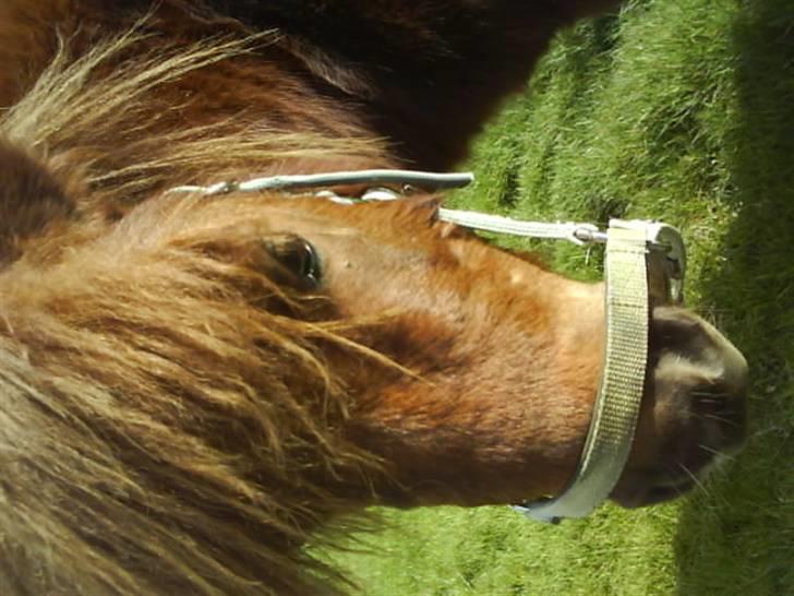 Anden særlig race nuller  billede 8