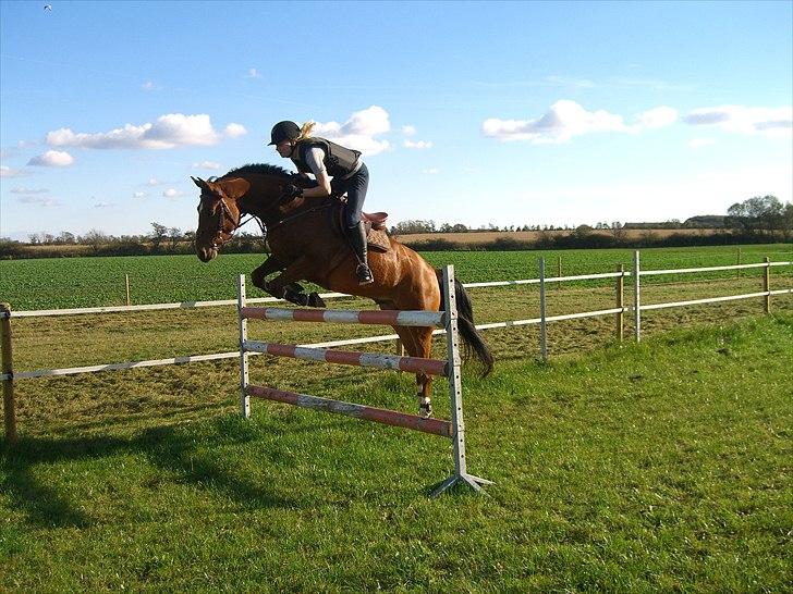 Welsh Partbred (Sec F)  Andy Capp - elsker sgu den ponz<´33 billede 4