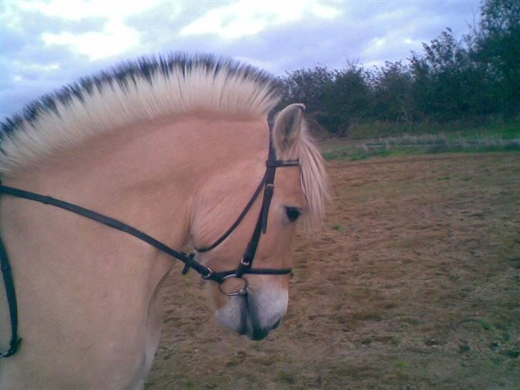 Fjordhest Flash - den tykke kan da gå nogen lunde xD . . . . alså hvis han har lyst xD hehe billede 8