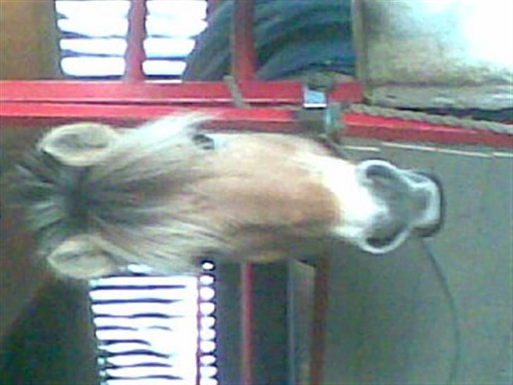 Fjordhest Flash billede 9