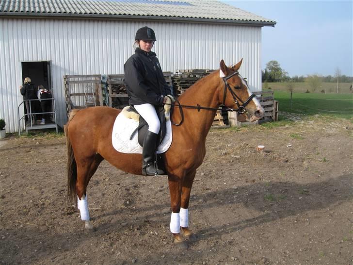 Hollandsk Sportspony  | Chantelle <3 - SAVNET !! <3 - Stævne på rideskolen (vandt første) dressur billede 12
