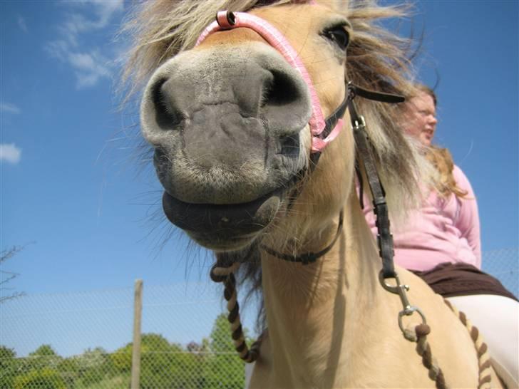 Fjordhest Pøs. - Giraf :D! billede 4