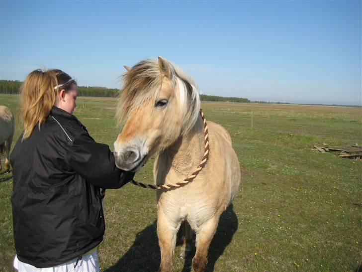 Fjordhest Pøs. - Lidt Horsemanship kan man vel (;? ´ *Pøs bliver trukket med kun et træktov om Halsen :D. Dygtige pøs! billede 5