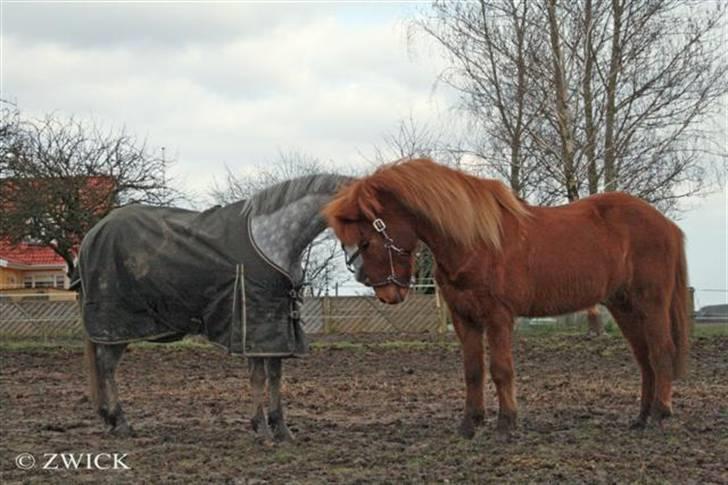 Islænder "Lille hest" - Her står Matti og sludrer med Charles. billede 13