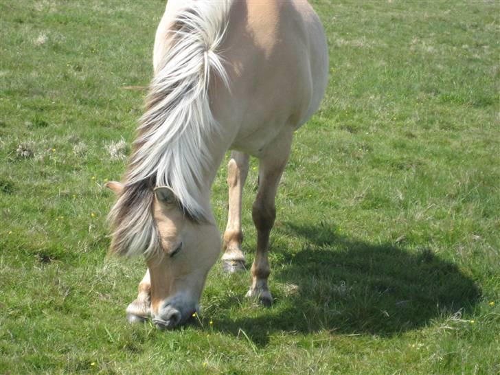 Fjordhest Pøs. - Græs, Græs Og mere græs :D billede 17
