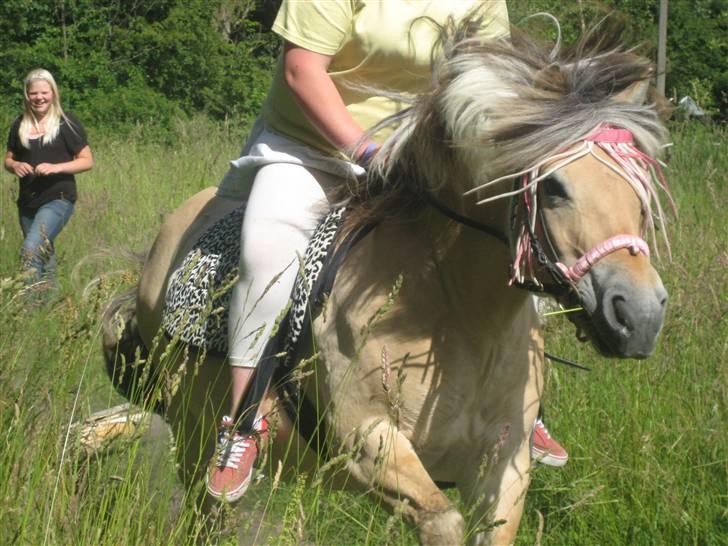 Fjordhest Pøs. - Pøs din dejlige skíd! :D<3. billede 18