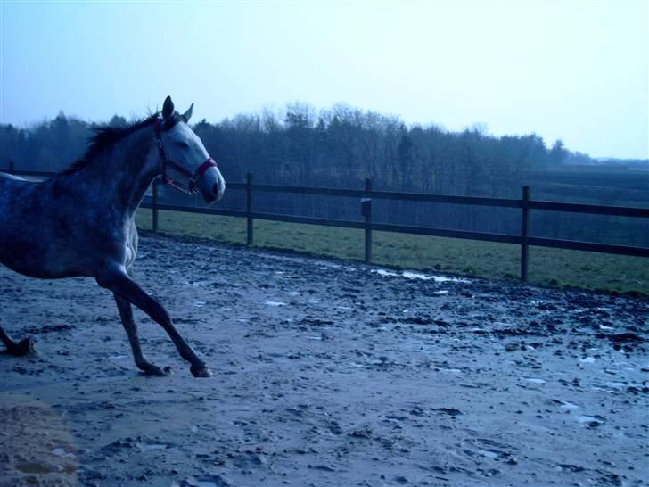 Tysk Varmblod Bonita Baldus X Amateur billede 8