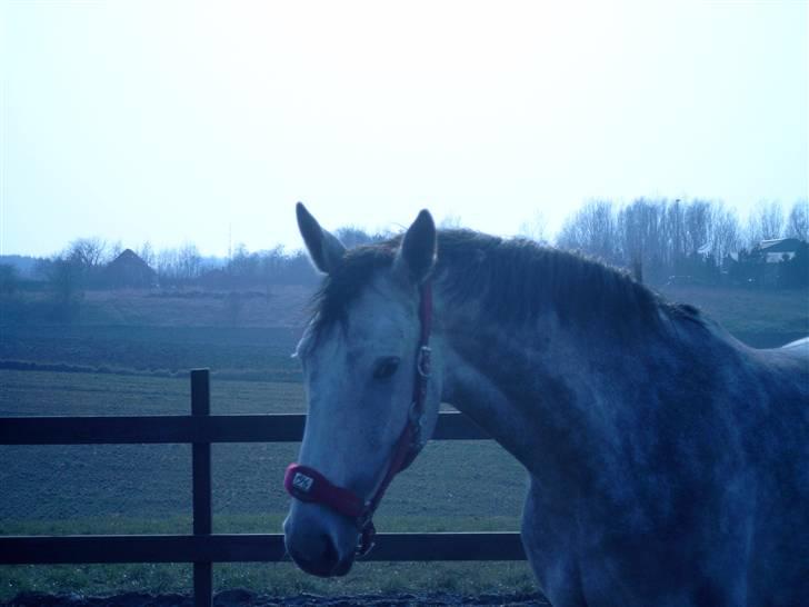 Tysk Varmblod Bonita Baldus X Amateur billede 11