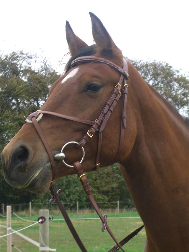 Welsh Partbred (Sec F)  Andy Capp billede 5