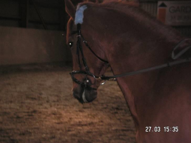 Anden særlig race Yankee billede 14