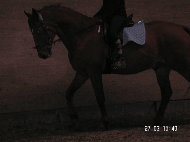 Anden særlig race Yankee billede 15