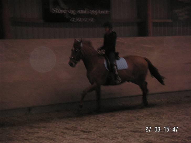 Anden særlig race Yankee billede 16