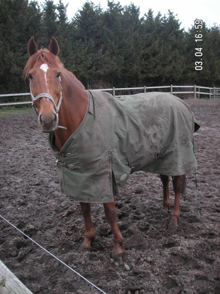 Anden særlig race Yankee billede 18