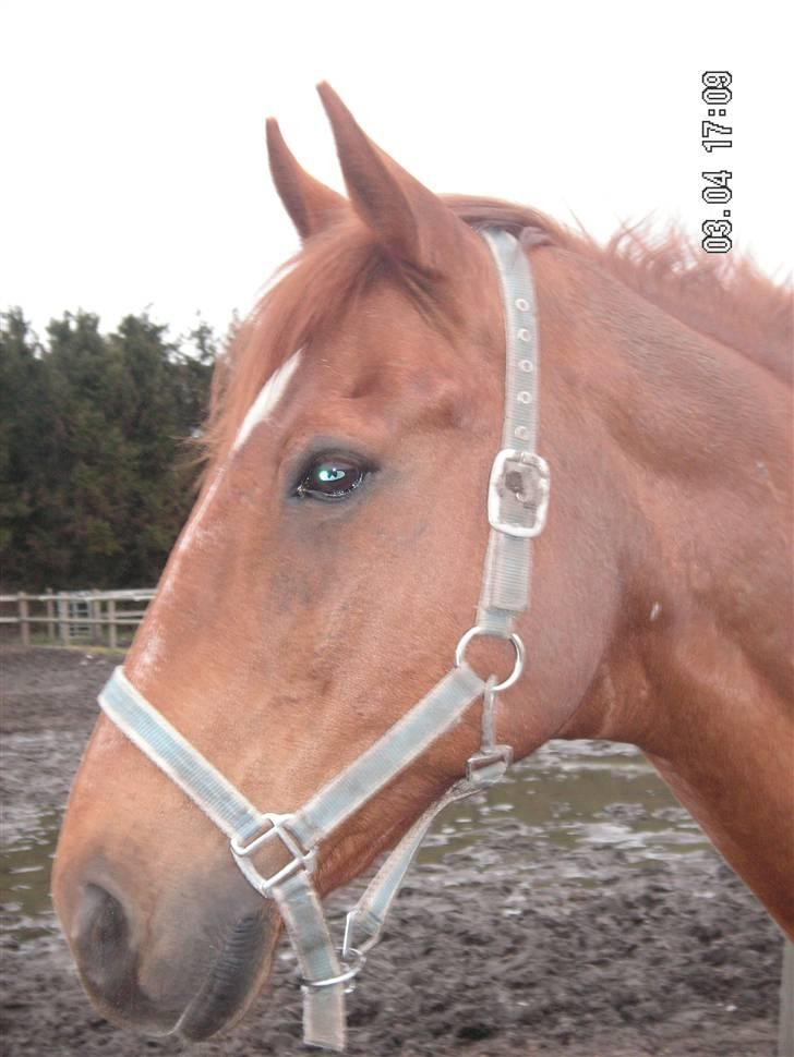 Anden særlig race Yankee billede 19