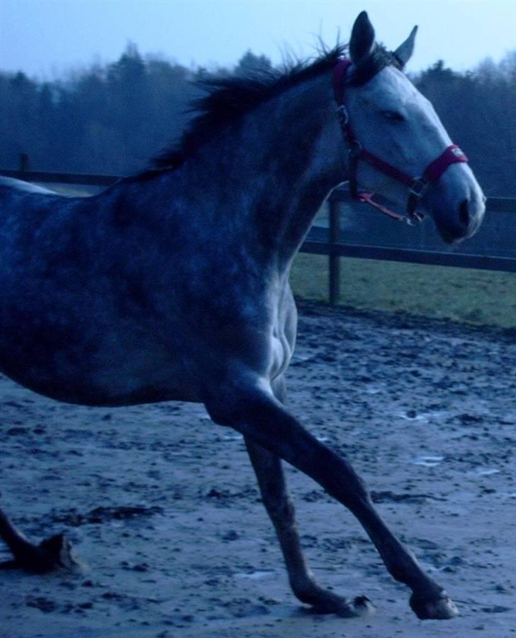Tysk Varmblod Bonita Baldus X Amateur billede 18