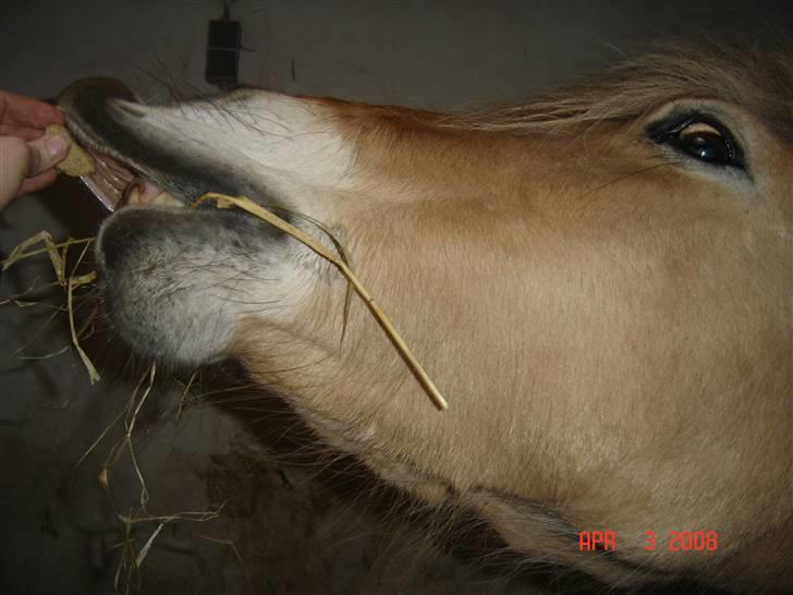 Fjordhest Tamra ~ Pensioneret ~ Rip min smukke engel - Åhh mor kom nu med den godbid :) (billedet er taget i magretelunden) billede 6