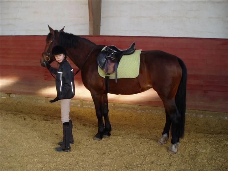 Anden særlig race Tøsen {Elev hest}(Simone) - er hun ikk bare så fin <´3 billede 14