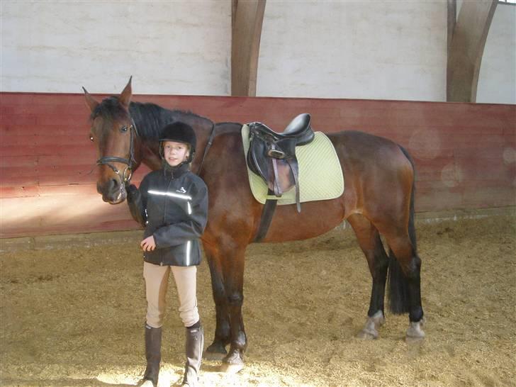 Anden særlig race Tøsen {Elev hest}(Simone) - Årh se mig lige billede 17