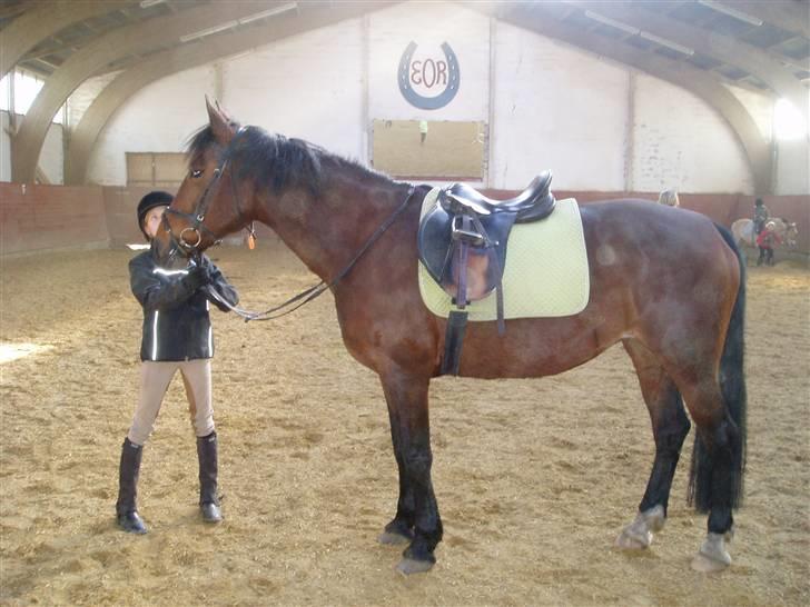 Anden særlig race Tøsen {Elev hest}(Simone) - er jeg ikk bare skøn billede 18