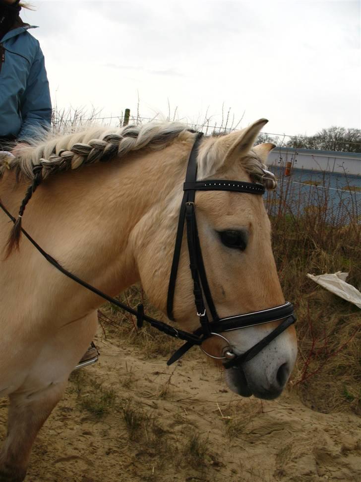 Fjordhest *Tjalfe* - hehe karen holder tjalfe varm til stævnet, fordi jeg red også på en anden i den klasse <3 hihi han var så sød der (karen satte hår på ham) foto. helena billede 5