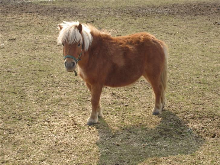 Shetlænder Birkelunds Como *Solgt* - Como d.3. april 2008 - Han er ved at være fin nu... billede 17