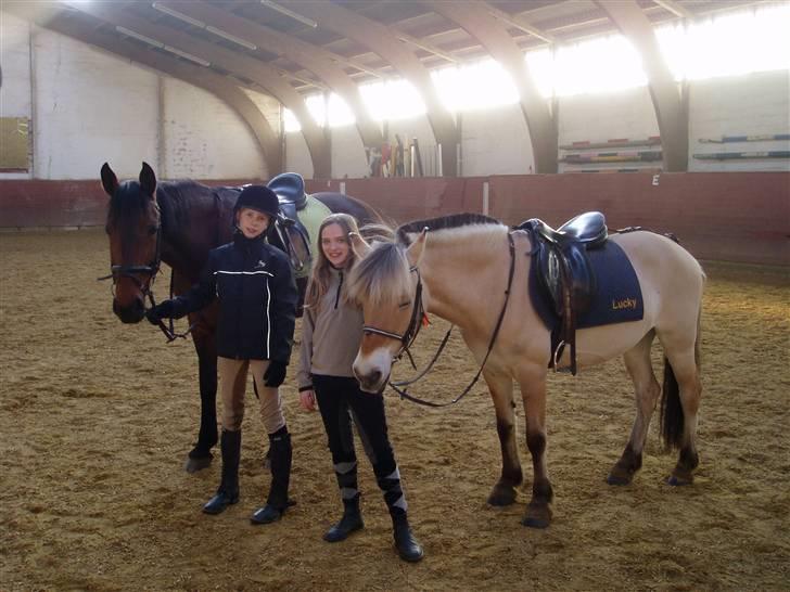 Anden særlig race Tøsen {Elev hest}(Simone) - Tøsen og mig og Min bedste veninde Ida og Lucky billede 20