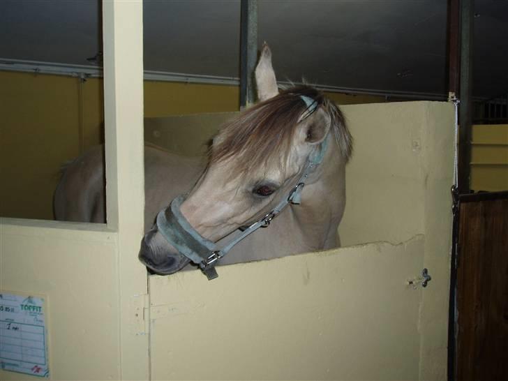 Anden særlig race Yellow lady * Aflivet * - Lady spiser Boksen ;) billede 6