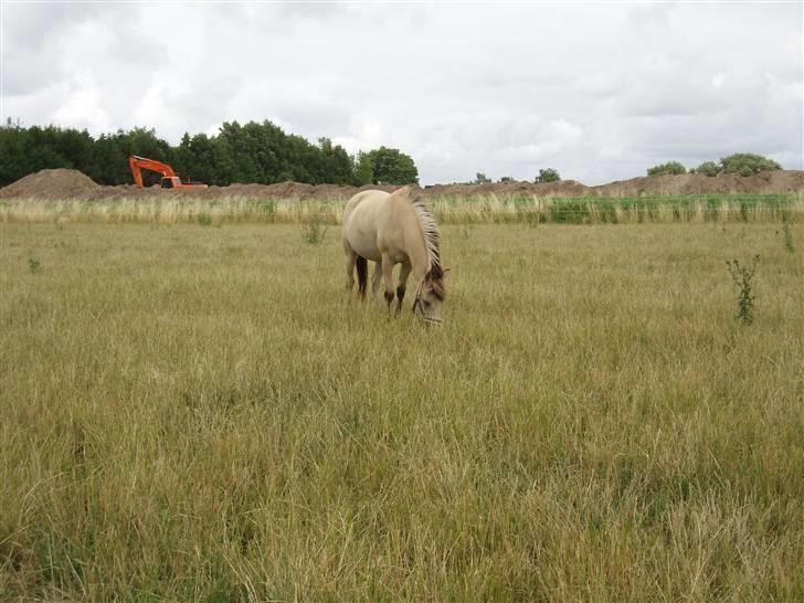 Anden særlig race Yellow lady * Aflivet * - Lady på den dejlig store Græs fold ;) billede 7
