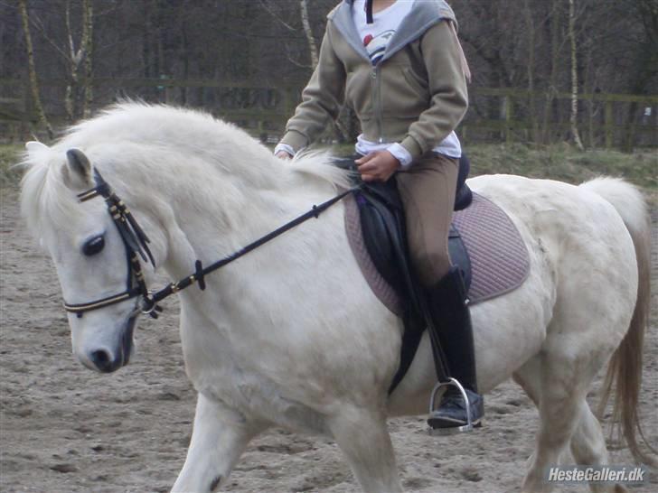 Welsh Mountain (sec A) Galantus *gl. passer* billede 1