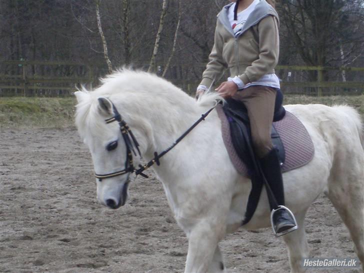 Welsh Mountain (sec A) Galantus *gl. passer* billede 2