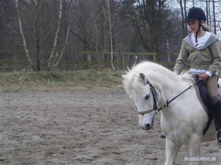 Welsh Mountain (sec A) Galantus *gl. passer* billede 3