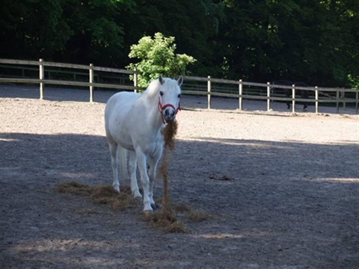 Welsh Mountain (sec A) Galantus *gl. passer* billede 4