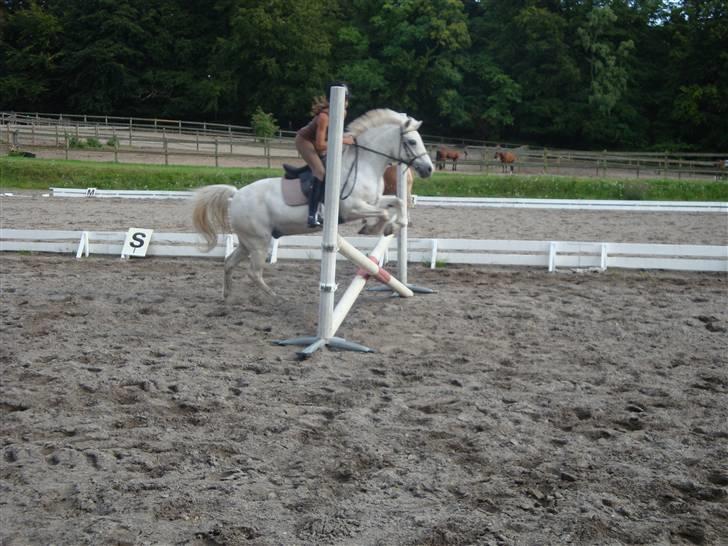 Welsh Mountain (sec A) Galantus *gl. passer* billede 5