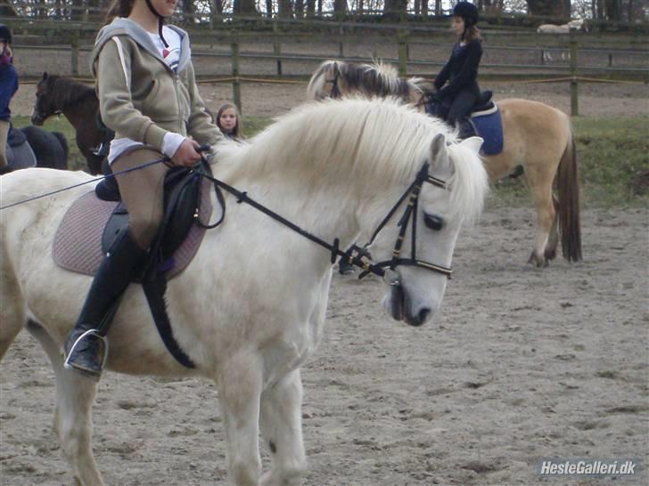Welsh Mountain (sec A) Galantus *gl. passer* - mig og lante han var så dygtig den dag billede 6